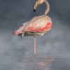 Flamingo Through The Fog