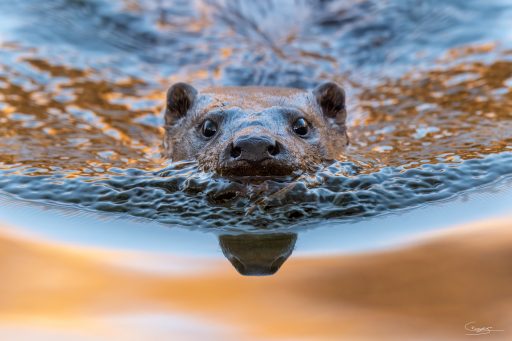 Close Encounter Of The Otter Kind
