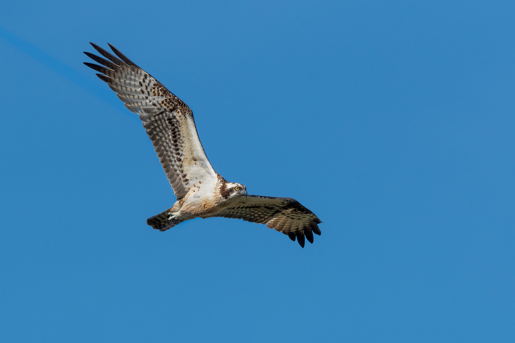 Photo of Osprey in Flight