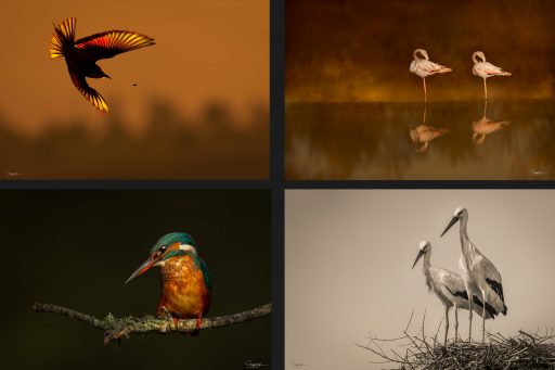FINE ART BIRD COLLECTION: 4 Canvas Prints (10% Discount)
