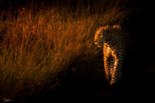 Hiding In Plain Sight