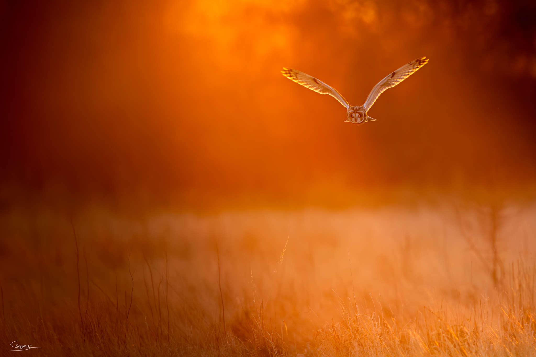 Morning Hunt (Canvas Only)