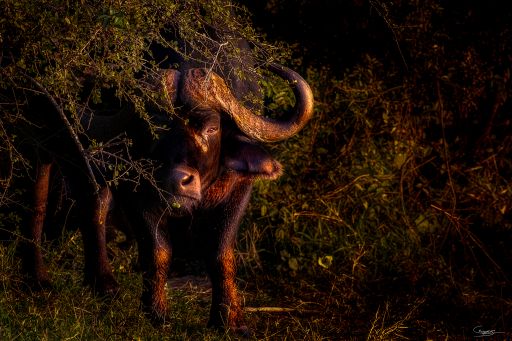 Watching You, Watching Me